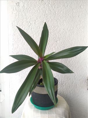 Mojsijeva kolevka 50 cm - Tradescantia spathacea