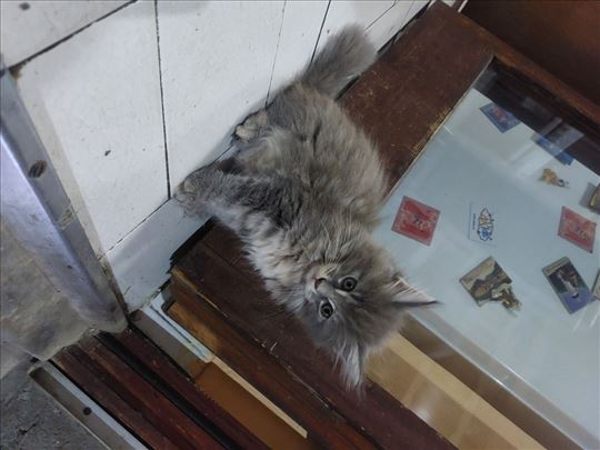 Maine Coon, mače
