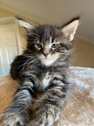 Maine Coon, muško mače