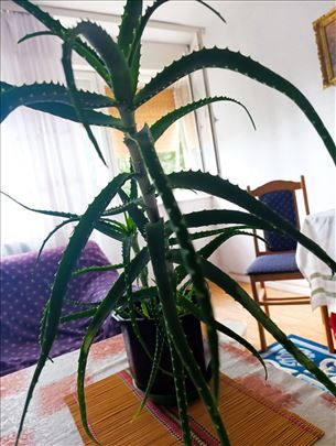 Aloja vera 