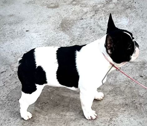 Francuski buldog musko stene 5,5 m - top!