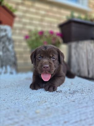 Labrador retriver čokoladni štenci