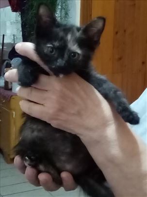 Poklanja se mala,lepa,umiljata,pitoma maca