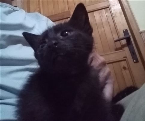 Poklanja se mali,lepi,umiljat,pitom dečak