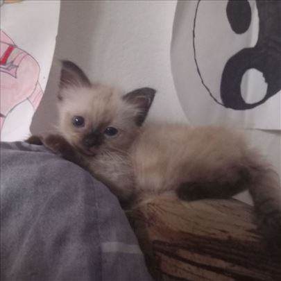 Ragdoll, mače