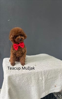Toy Crvene Pudle - štenci na prodaju