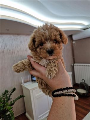 Bata i seka maltipoo