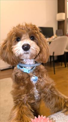 Maltipoo, mlad pas slobodan za parenje
