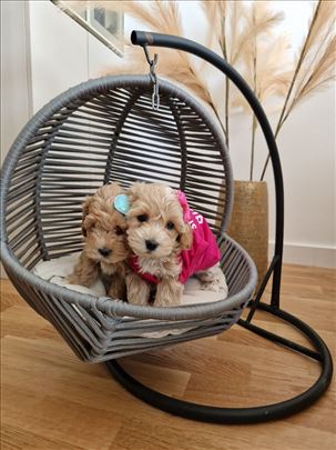 Maltipoo, štene