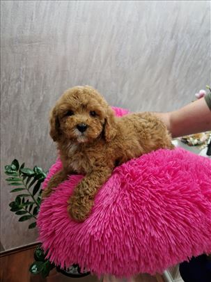 Toy pudle
