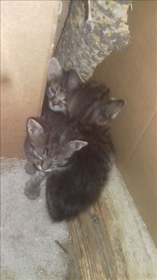 Domaci macici traze dom: musko i zensko