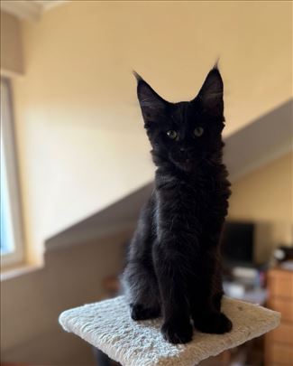 Maine Coon, mače