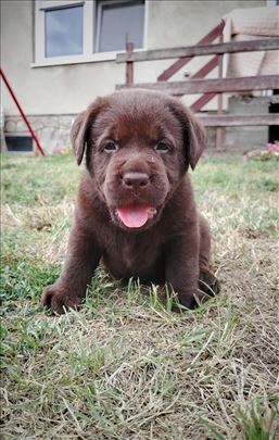 Labrador retriver čokoladni štenci