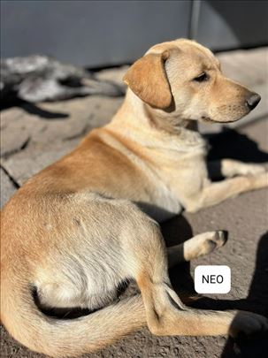 Mladi mix Labrador