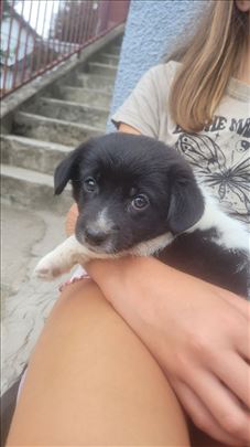 Na poklon štenci - spremni za udomljavanje 