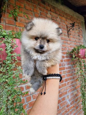 Pomeranac boo