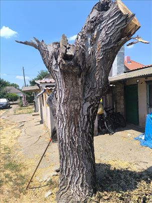 Stabla oraha