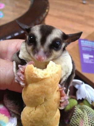 sugar glider