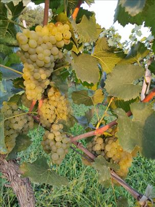 Grožđe vrhunskih vinskih sorti