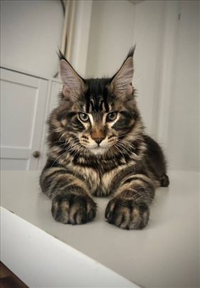 Maine Coon, mače