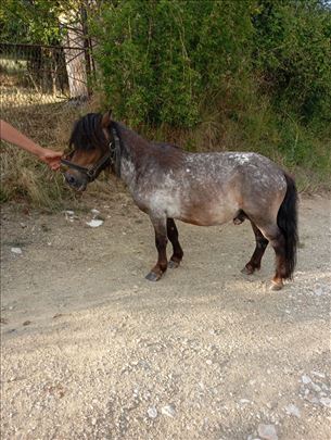 Na prodaju 2 poni pastuva
