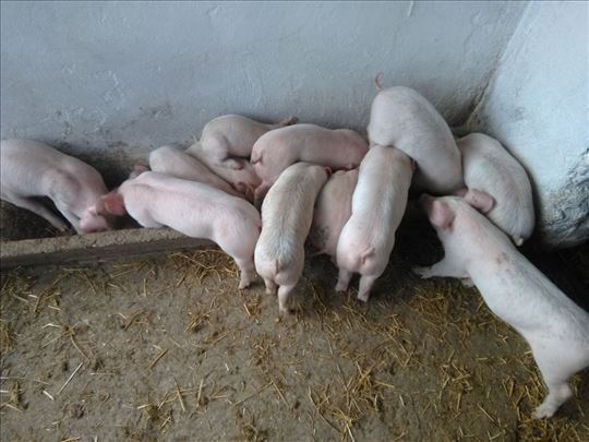 Na prodaju prasici 