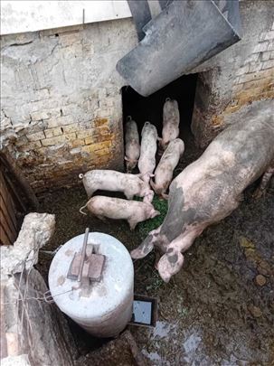 Prasici od 10kg, starosti 6 nedelja, vakcinisani