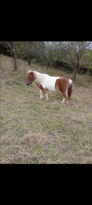 Prodajem poni kobilu 