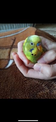 Tigrica 