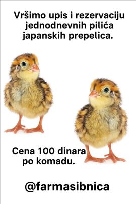 Vršimo upis i rezervaciju pilića  prepelica