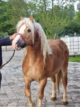 Haflinger pastuv prodaja