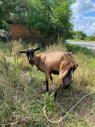 Mlečna Koza i Jarac