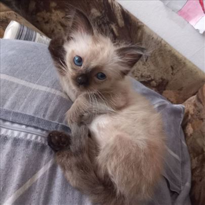 Ragdoll , mače