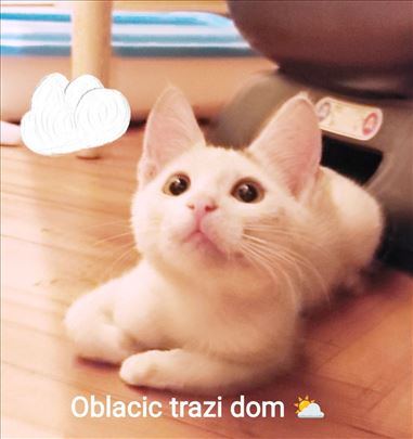 Udomljava se preumiljato mace Oblacic