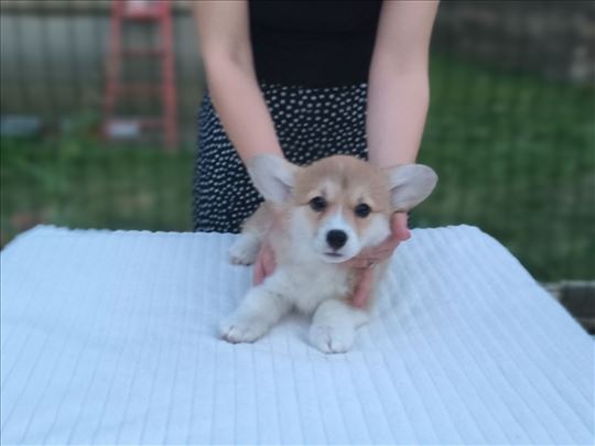 Velški korgi pembrok / Welsh Corgi pembroke