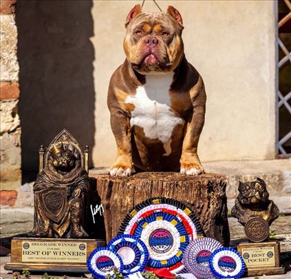 American Bully Pocket - Štenci vrhunskog kvaliteta