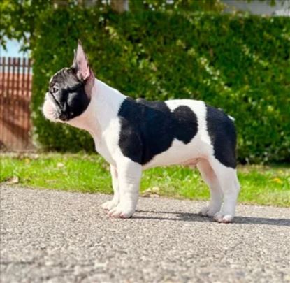Francuski buldog musko stene 5,5 m - top!