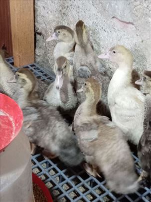 Mošusne-mutave patke Barajevo (3  meseca)