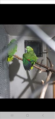 Na prodaju Amazonac zutovrati (yellow-naped)