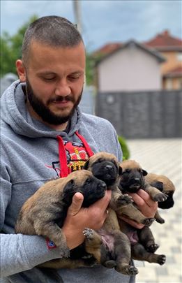 Dobrodošli u porodicu šampiona, ULTRA MALINOIS 