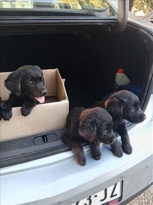 Labrador retriver, štene