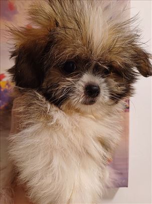 Mini i pomeranski špic, štene, decak