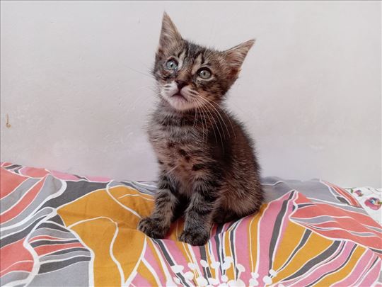Poklanjam preslatko muško mače kao Whiskas reklama