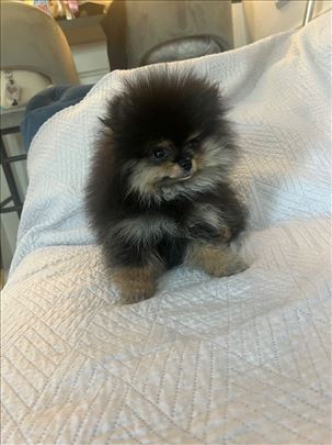 Pomeranac Boo (mini) black and tan