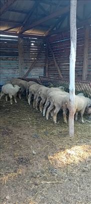 Il de frans siljezi za priplod