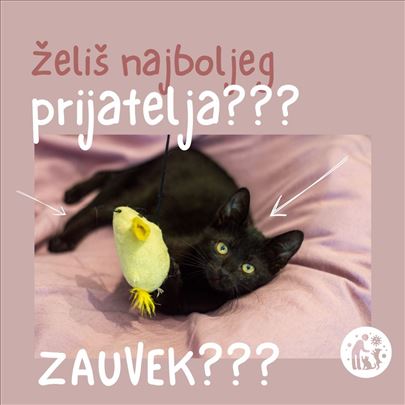 Usvoji Persefonu