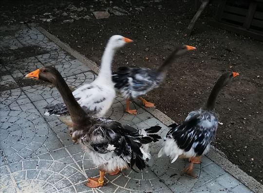 Kovrdžave guske izuzetno retka rasa 
