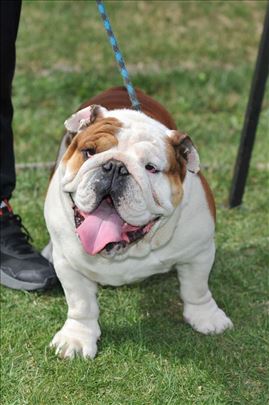 Buldog, odrastao pas