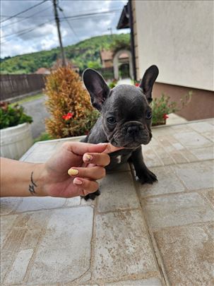 Francuski buldog, štene