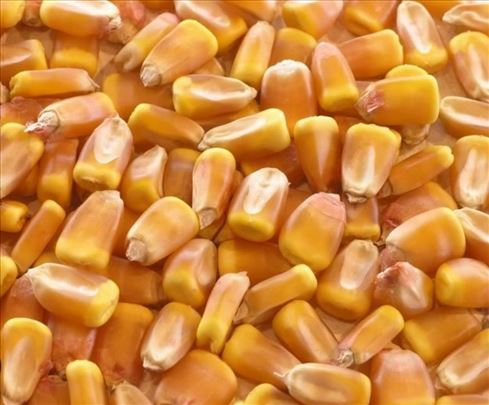 Kukuruz zrno